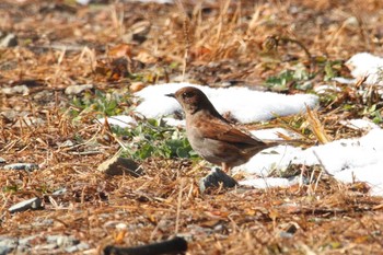 カヤクグリ 福島県 2021年1月9日(土)