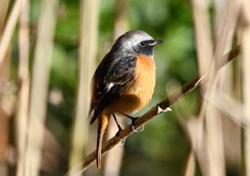 Fri, 1/8/2021 Birding report at 座間谷戸山公園-2