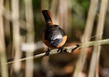 Daurian Redstart 座間谷戸山公園-2 Fri, 1/8/2021