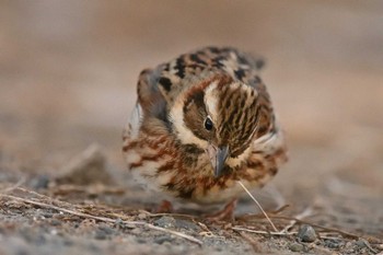 2021年1月9日(土) 鵡川河口の野鳥観察記録