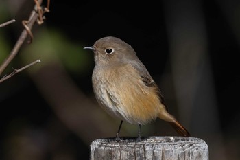 Daurian Redstart 馬見丘陵公園 Sat, 1/9/2021