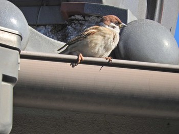 Eurasian Tree Sparrow 埼玉県 Sat, 1/9/2021