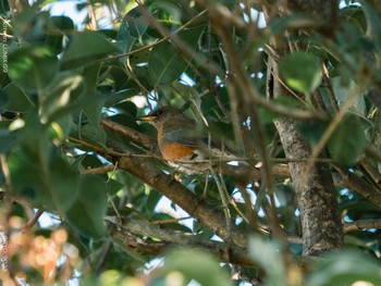 Brown-headed Thrush Kasai Rinkai Park Fri, 1/8/2021