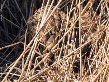 Daurian Redstart Kasai Rinkai Park Sat, 1/9/2021