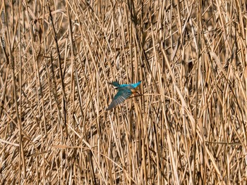 Common Kingfisher Kasai Rinkai Park Sat, 1/9/2021