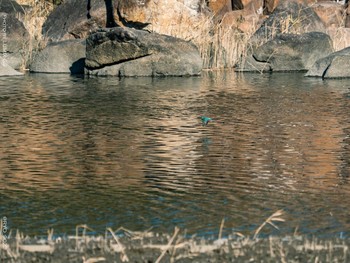 Common Kingfisher Kasai Rinkai Park Sat, 1/9/2021