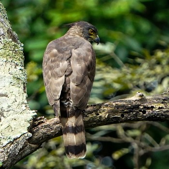 2021年1月9日(土) Pasir Ris Park (Singapore)の野鳥観察記録