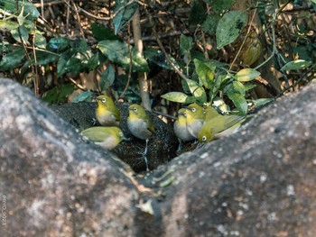 Warbling White-eye Kasai Rinkai Park Fri, 1/8/2021