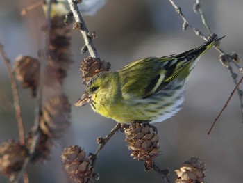 2021年1月9日(土) 野幌森林公園の野鳥観察記録