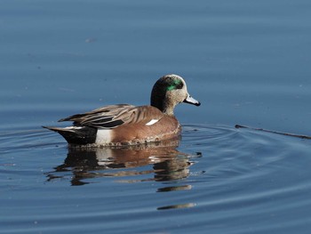 2021年1月9日(土) 六郷橋緑地の野鳥観察記録