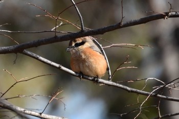 Sat, 1/9/2021 Birding report at Osaka castle park