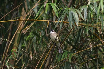 Light-vented Bulbul タイポカウ Sat, 11/5/2016