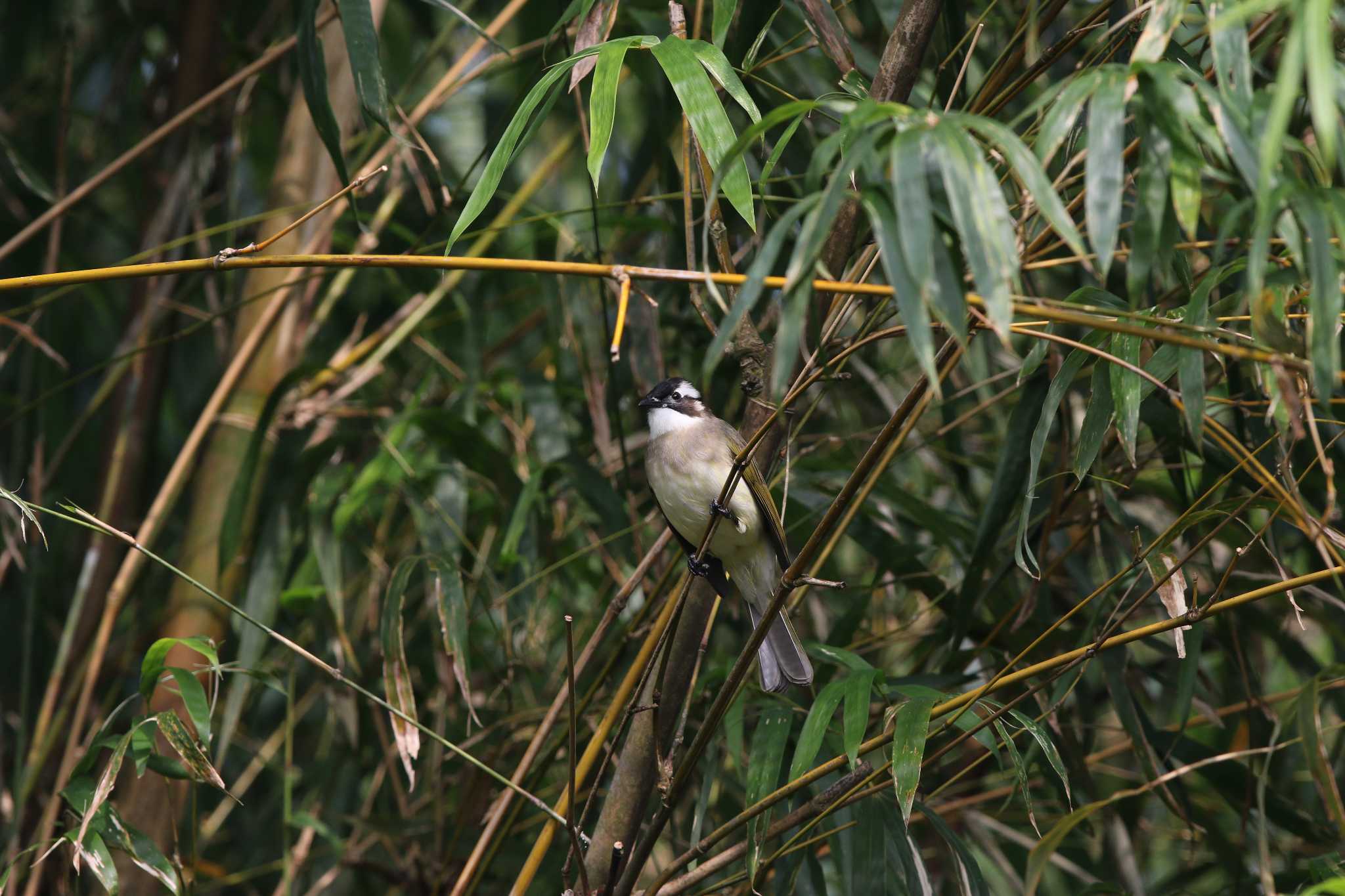 Photo of Light-vented Bulbul at タイポカウ by Trio