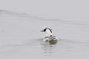 Smew 奈良県天理市 Sun, 12/4/2016