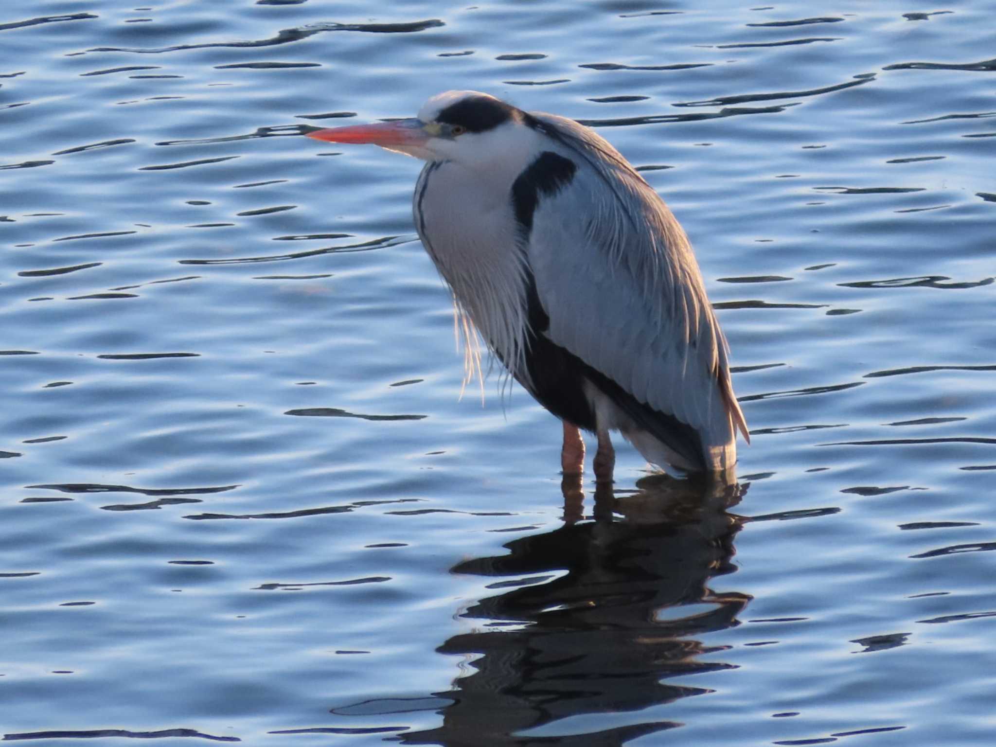 Photo of Grey Heron at 岡山旭川 by タケ