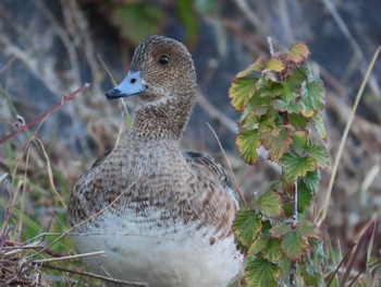 Eurasian Wigeon 岡山旭川 Fri, 1/8/2021