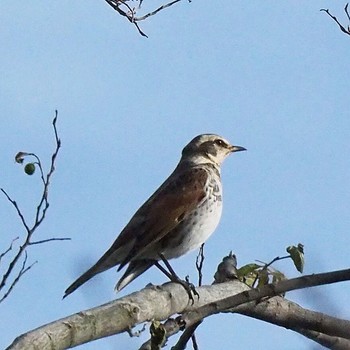 Dusky Thrush Satomi Park Mon, 12/5/2016