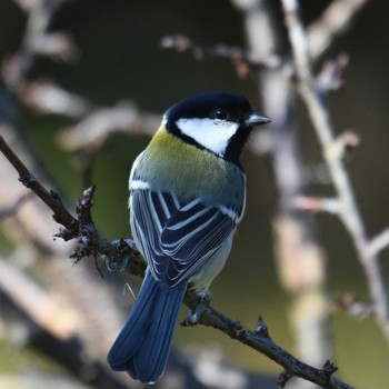 シジュウカラ 旭公園 2020年11月21日(土)