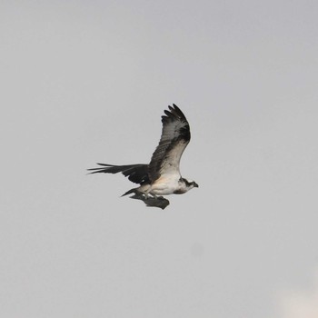 Thu, 12/31/2020 Birding report at 山田海岸