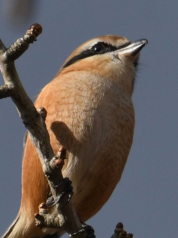 Bull-headed Shrike 旭公園 Sun, 12/13/2020