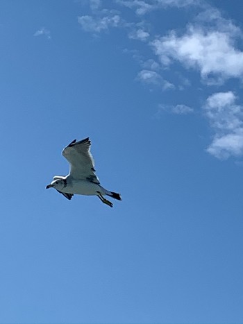 Common Gull ハーバーランド Fri, 10/4/2019