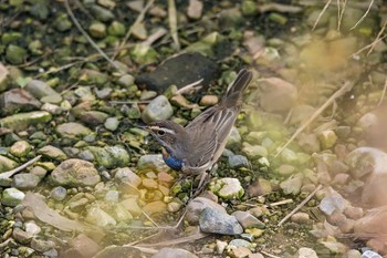 オガワコマドリ 愛知県 2016年12月5日(月)