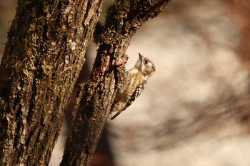 コゲラ 南アルプス邑野鳥公園 2020年12月28日(月)