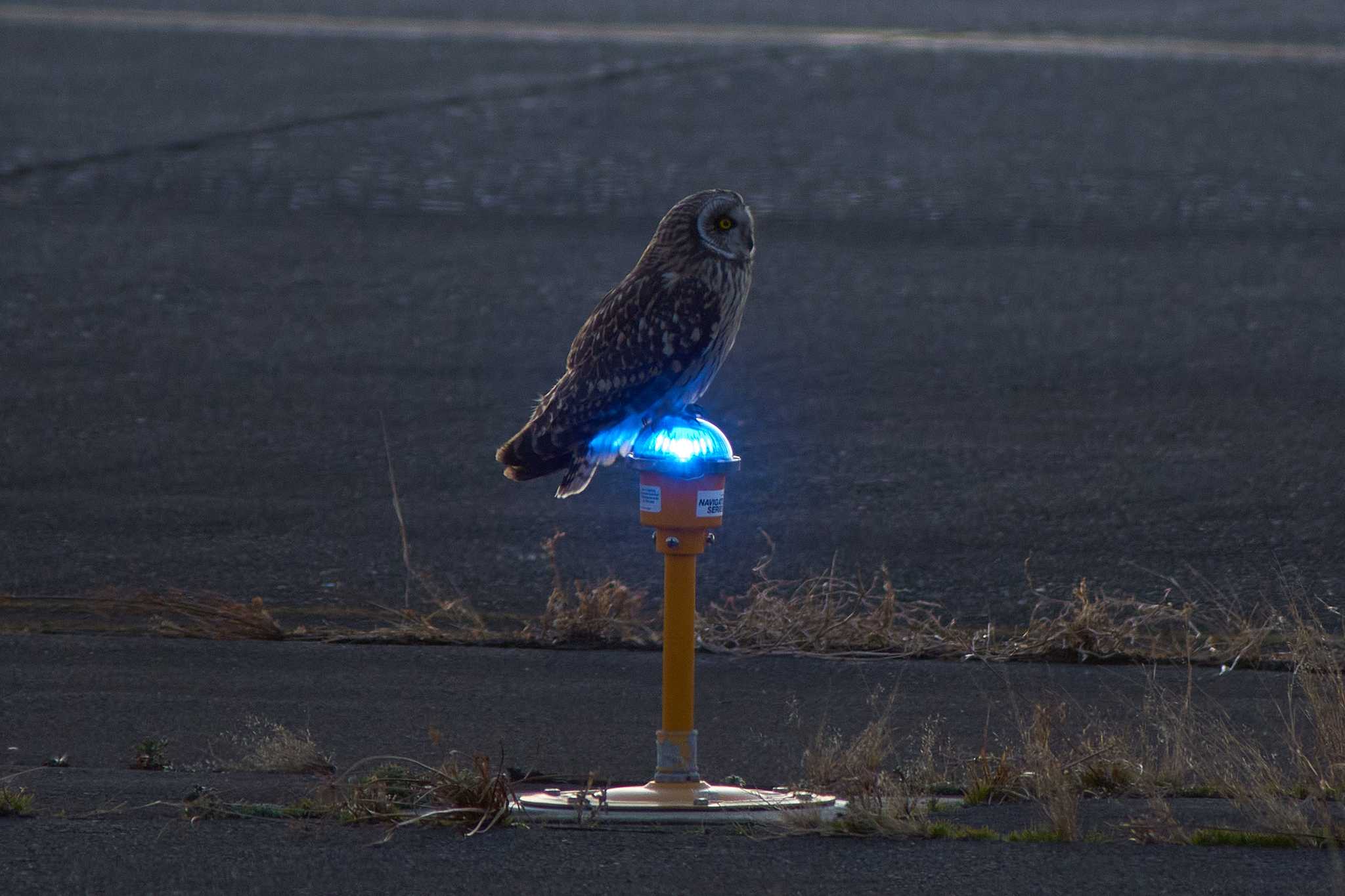 東京都 コミミズクの写真 by Shinichi.JPN