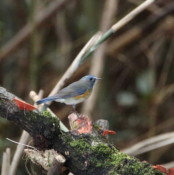 Mon, 12/5/2016 Birding report at 秋ヶ瀬公園 こどもの森