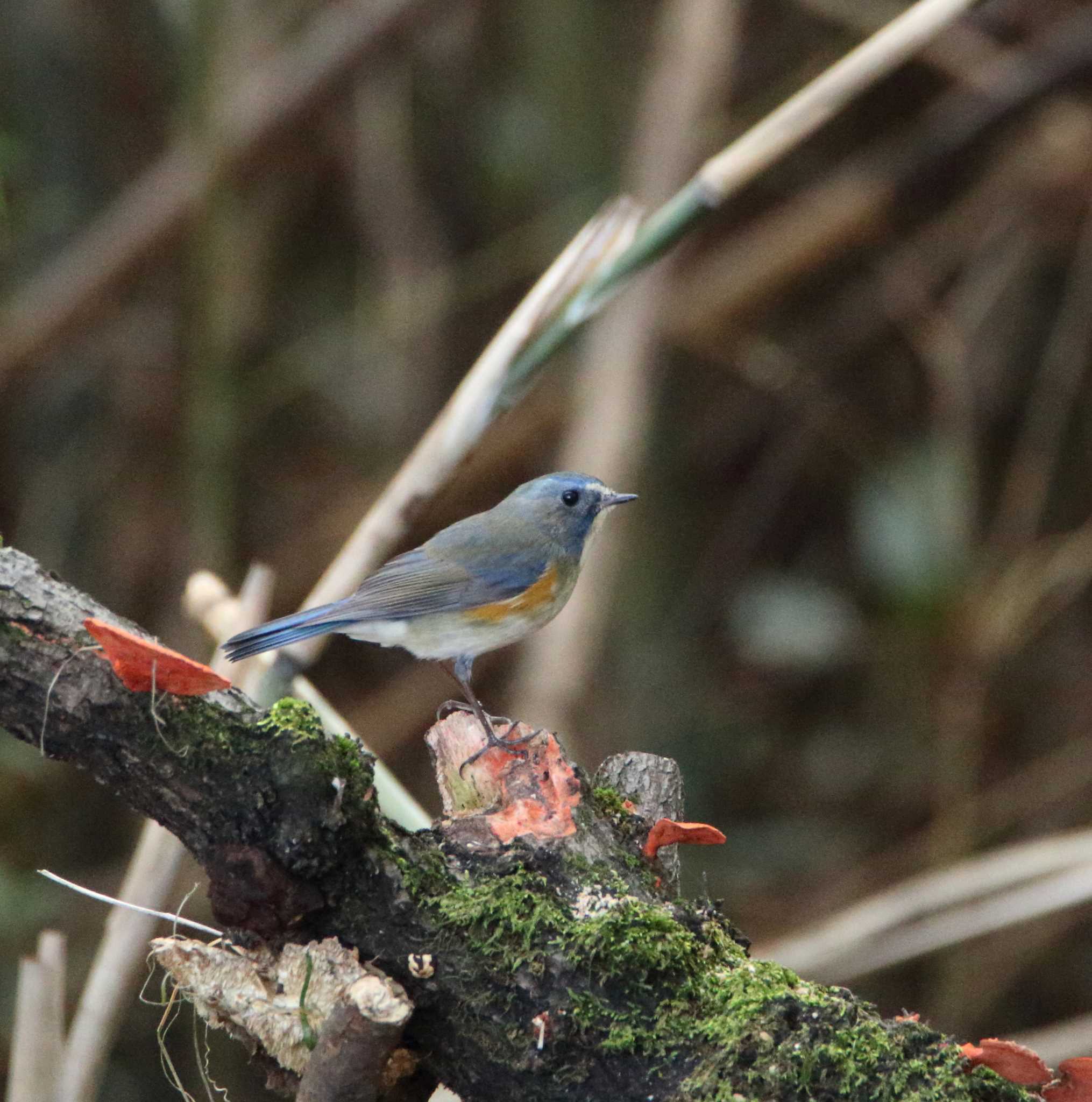 Photo of Red-flanked Bluetail at 秋ヶ瀬公園 こどもの森 by tokky