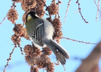 Japanese Tit Asahiyama Memorial Park Sun, 1/10/2021