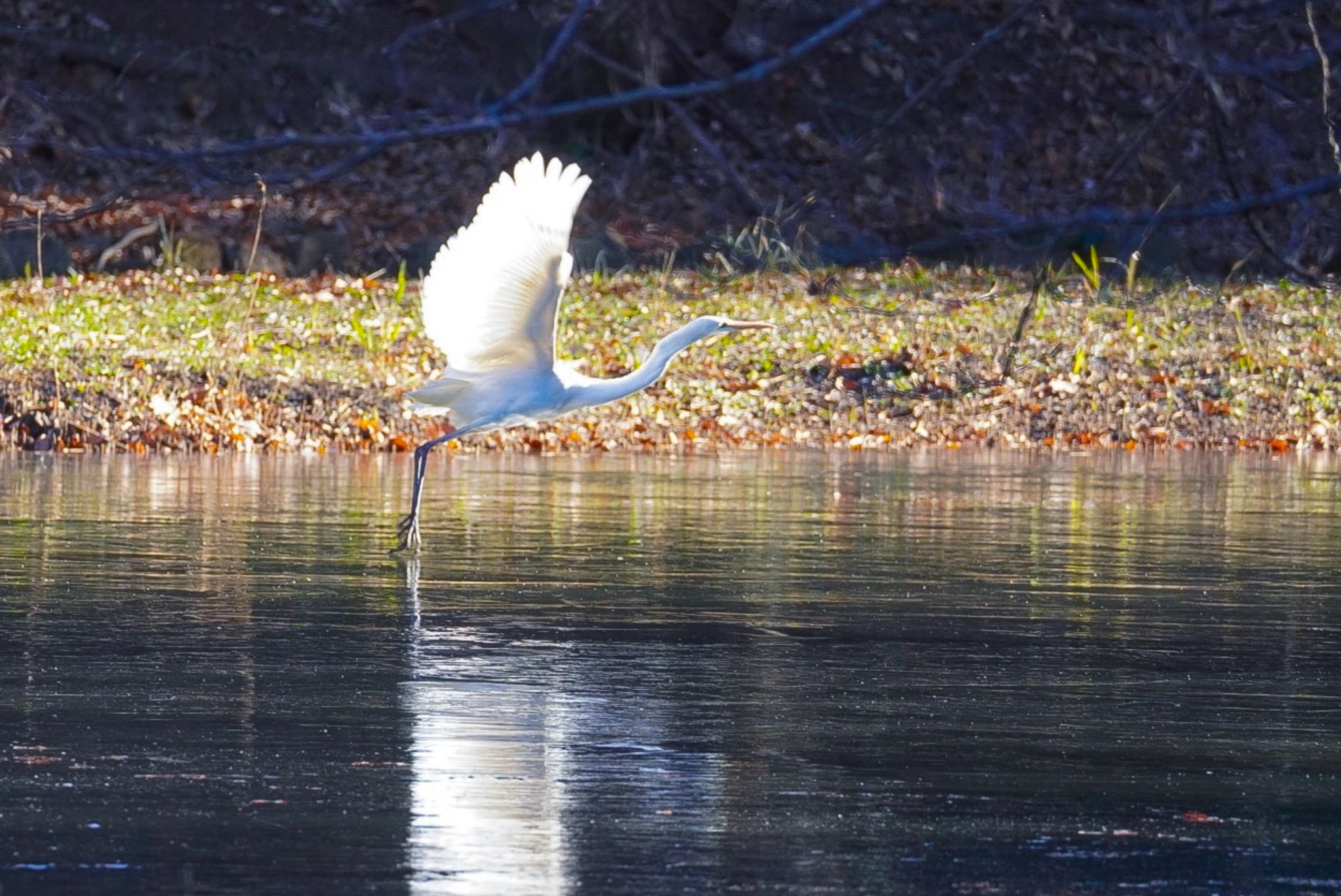 凍った池にダイサギ、30秒ほどで飛び立ち旋回して行ってしまった by KEI