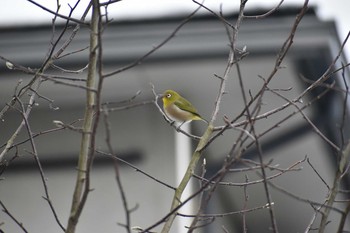 2021年1月10日(日) 筑紫野市天拝坂の野鳥観察記録