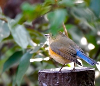 Sun, 1/10/2021 Birding report at 小幡緑地