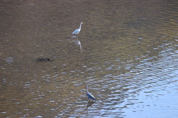 Grey Heron 奥駿河湾 Sun, 1/10/2021