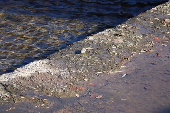 Grey Wagtail 奥駿河湾 Sun, 1/10/2021