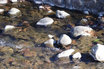 Common Sandpiper 奥駿河湾 Sun, 1/10/2021