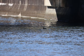 Eurasian Coot 奥駿河湾 Sun, 1/10/2021