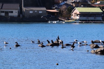 Japanese Cormorant 奥駿河湾 Sun, 1/10/2021