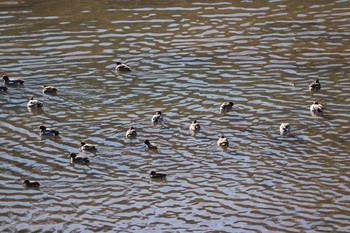 Eurasian Teal 奥駿河湾 Sun, 1/10/2021