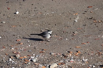 White Wagtail 奥駿河湾 Sun, 1/10/2021