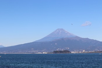 カモメ 奥駿河湾 2021年1月10日(日)