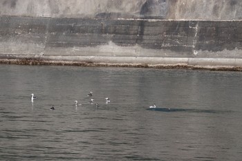 Great Crested Grebe 奥駿河湾 Sun, 1/10/2021