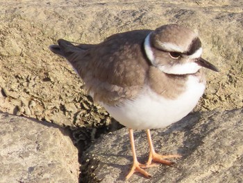 Long-billed Plover オカ旭川 Sun, 1/10/2021