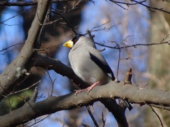 2021年1月10日(日) 薬師池公園の野鳥観察記録