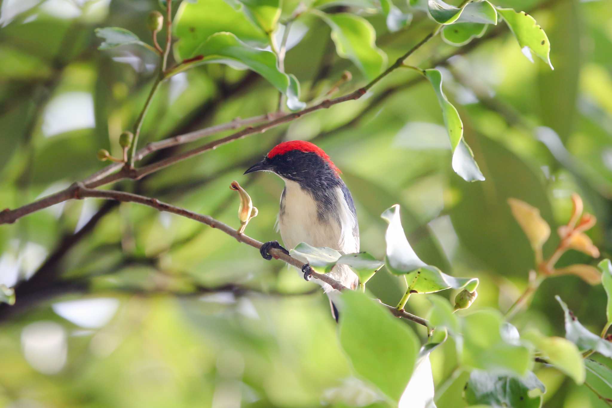 Photo of Scarlet-backed Flowerpecker at タイポカウ by Trio