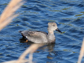 オカヨシガモ 平磯緑地公園 2021年1月10日(日)