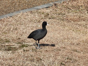 オオバン 平磯緑地公園 2021年1月10日(日)