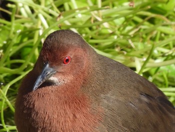 2021年1月10日(日) 平磯緑地公園の野鳥観察記録