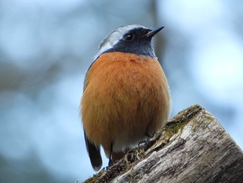 Daurian Redstart Hayatogawa Forest Road Thu, 1/7/2021